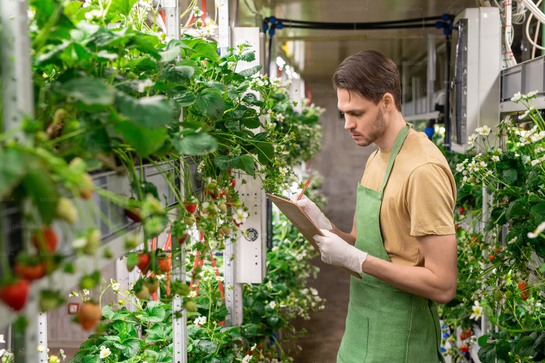 Strawberry plants under LED lighting in a controlled environment