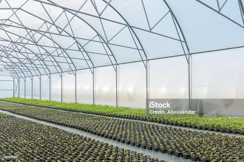 Young trees in a greenhouse nursery