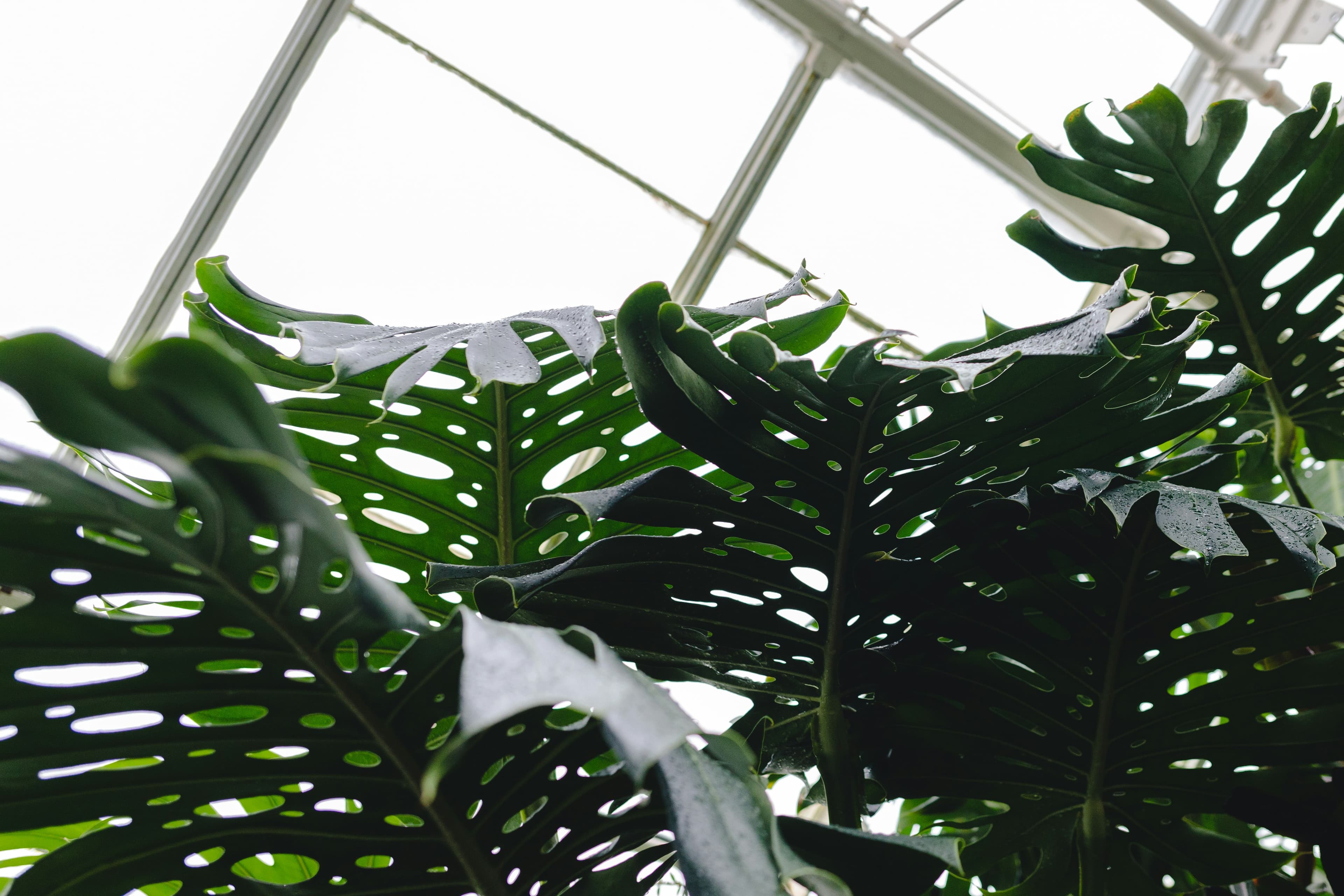 Monstera seedlings in propagation trays