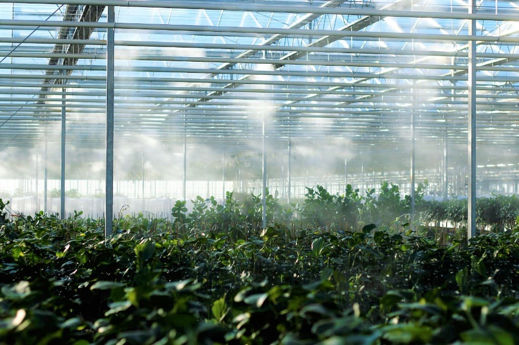 Young ornamental plants in trays inside a controlled greenhouse propagation environment