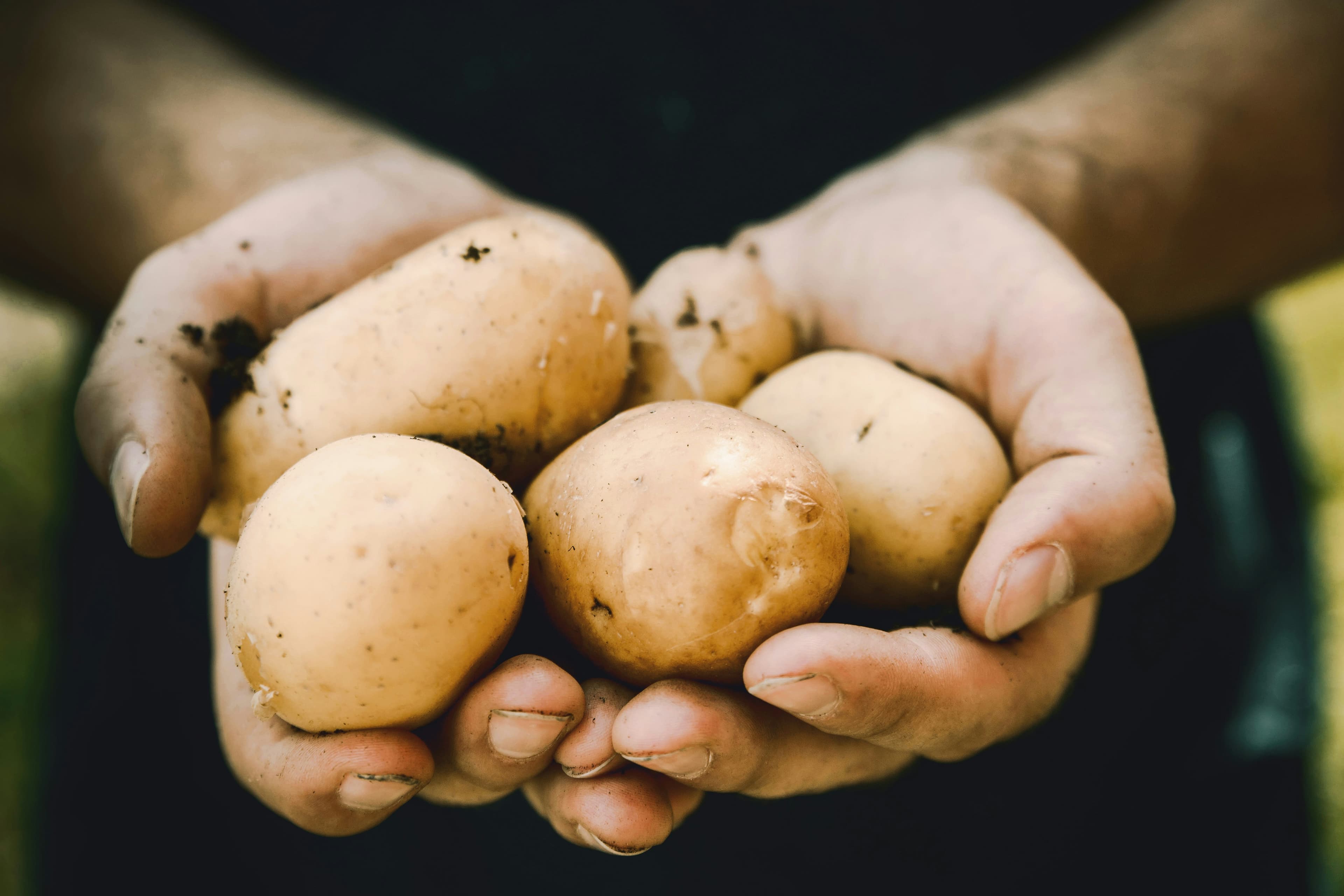Fresh potatoes in crates at harvest