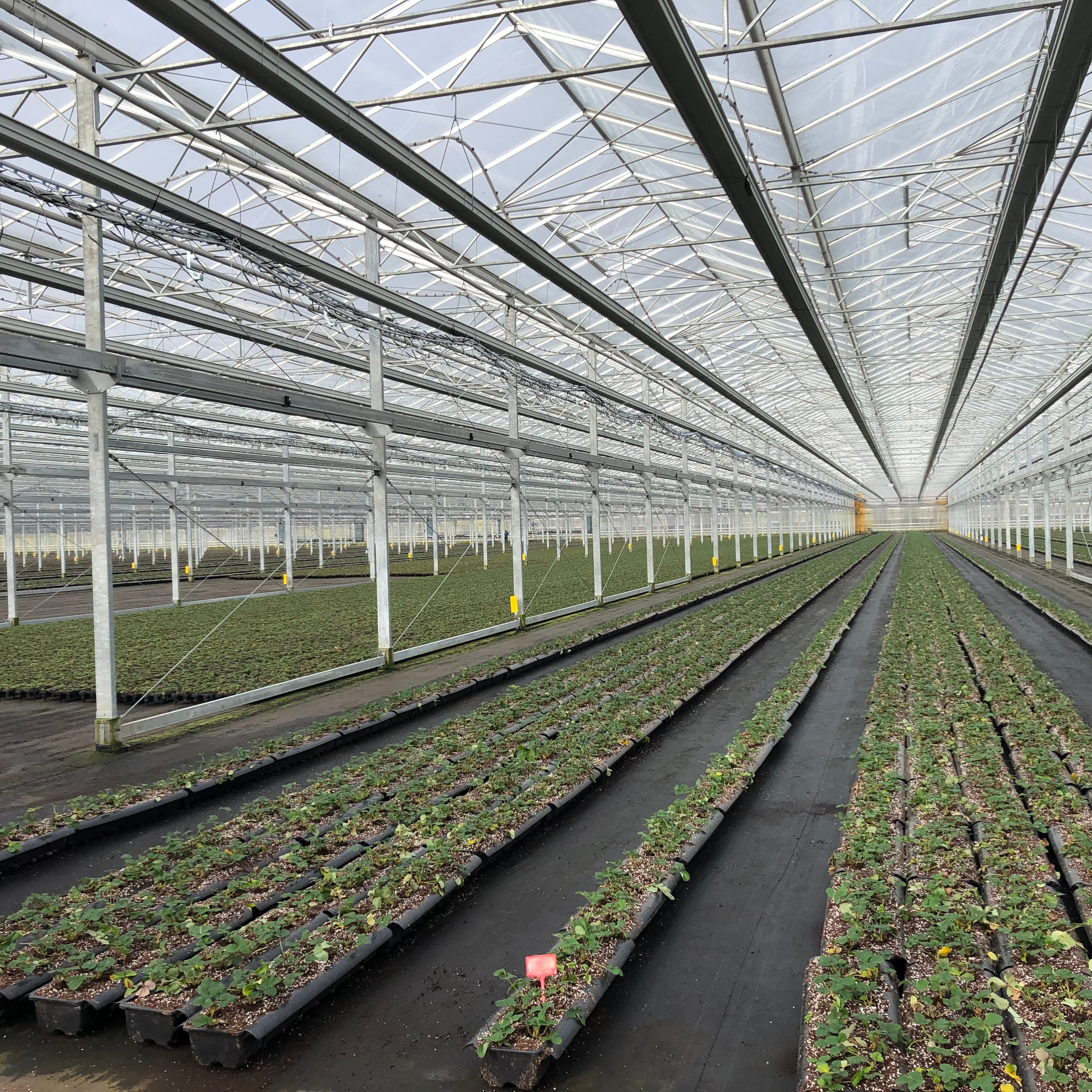 Strawberry young plants in trays inside a commercial propagation nursery