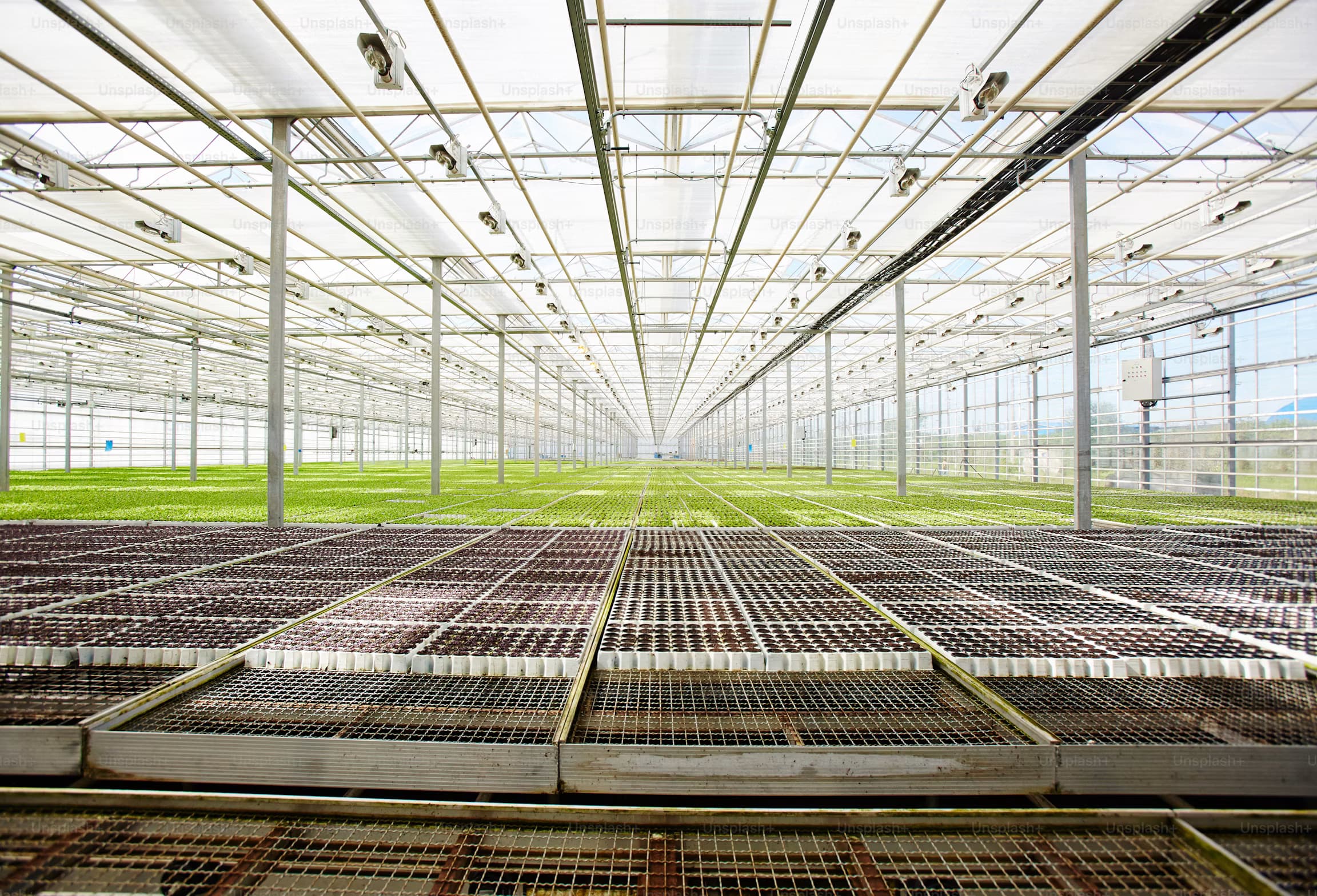 Greenhouse nursery with propagation benches and young plants