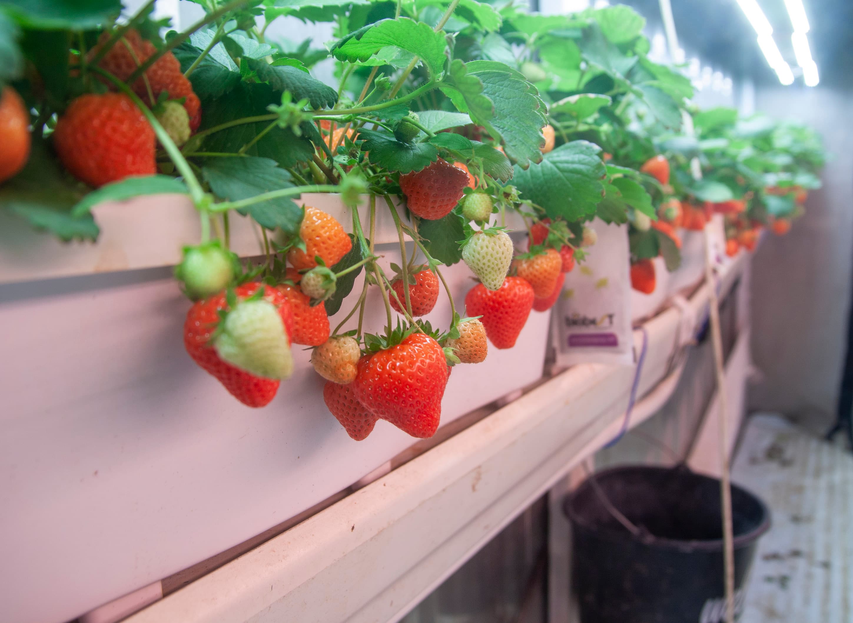 Strawberry plants growing in a vertical controlled environment